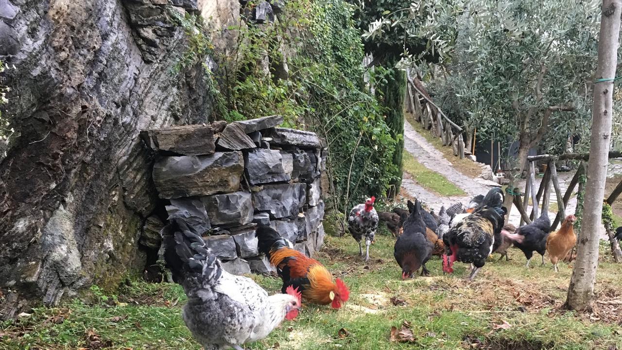Casa Vacanza Castagna ネッソ エクステリア 写真